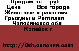 Продам за 50 руб. › Цена ­ 50 - Все города Животные и растения » Грызуны и Рептилии   . Челябинская обл.,Копейск г.